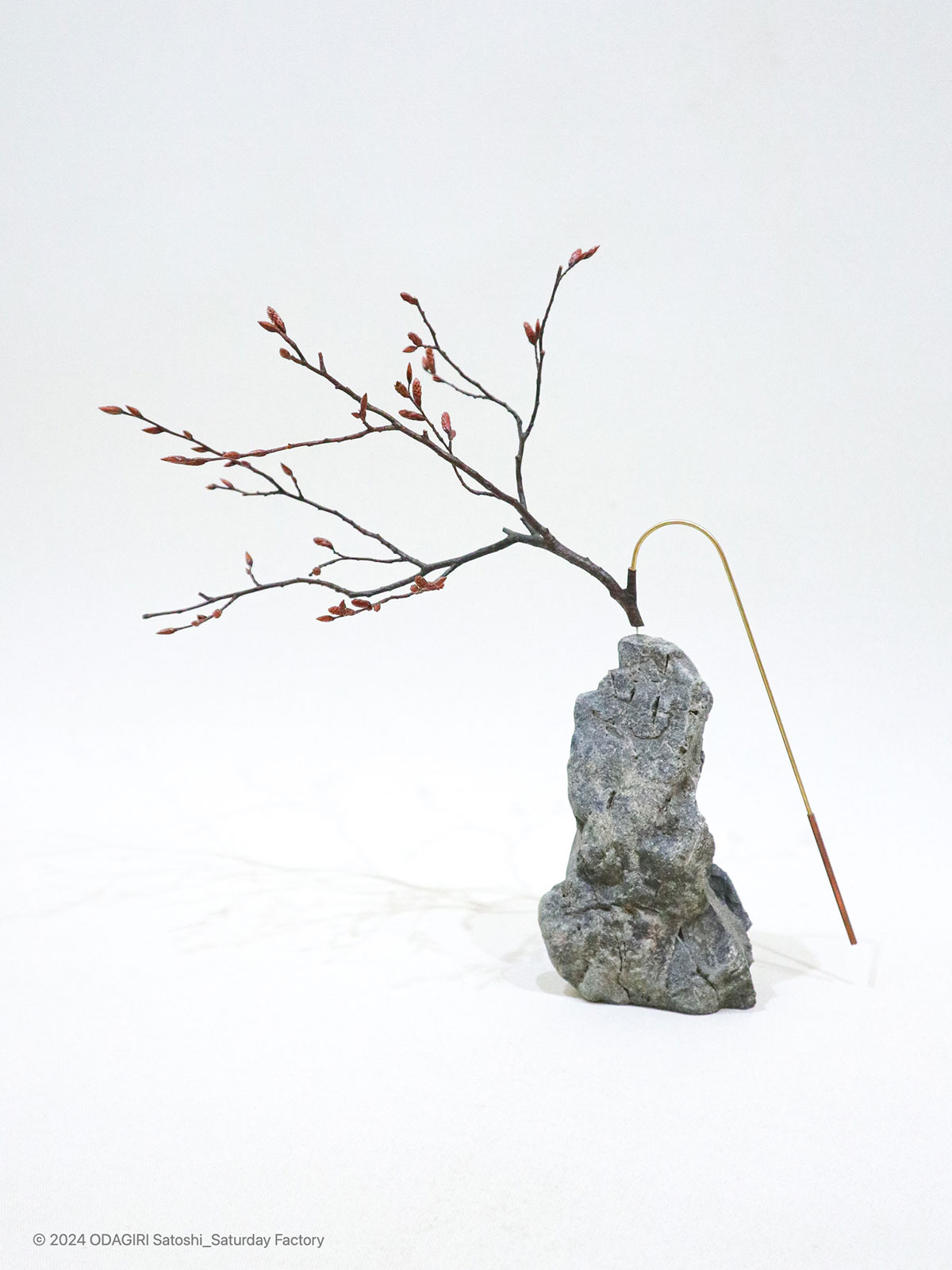 Phenology