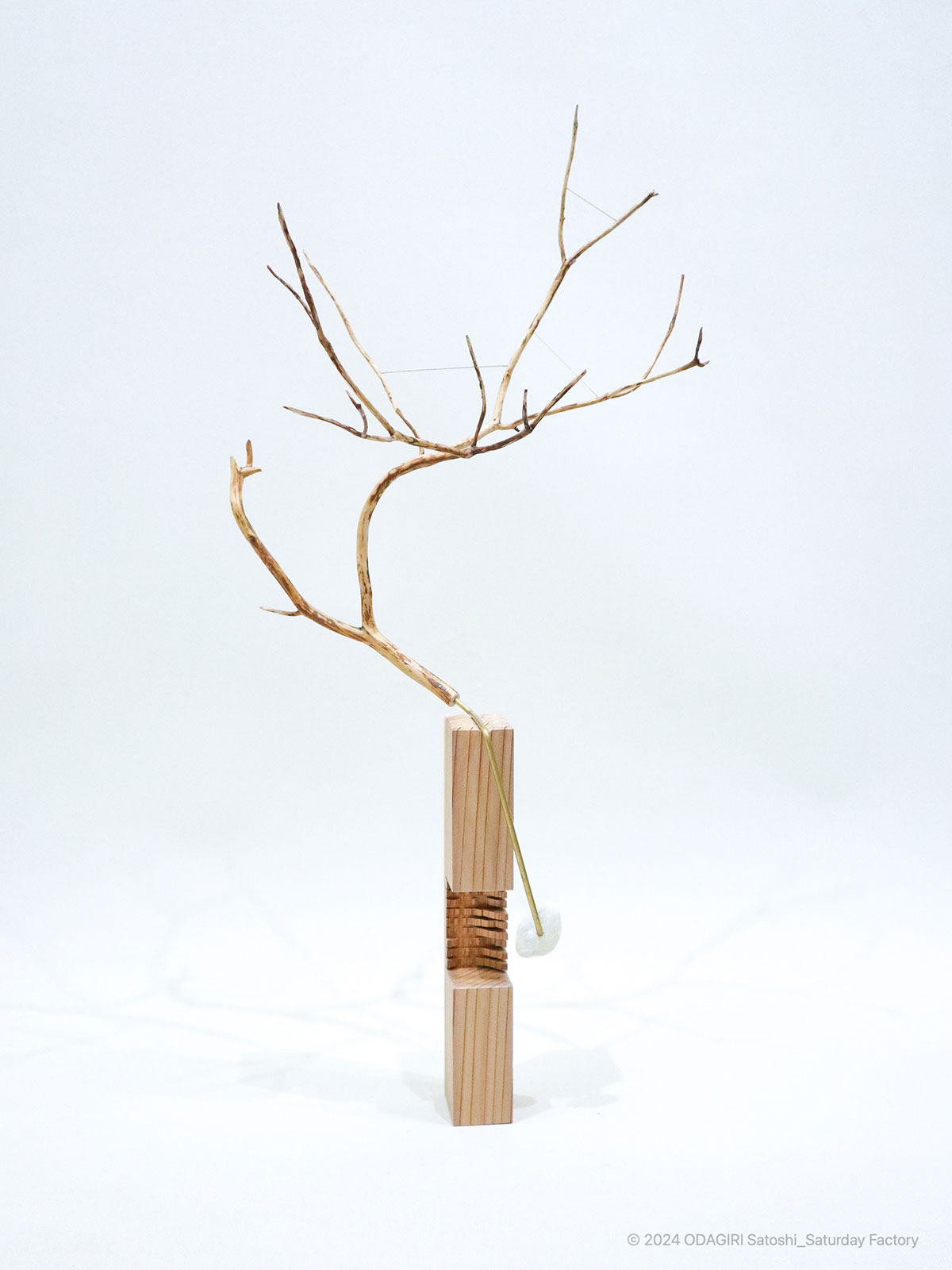 Phenology