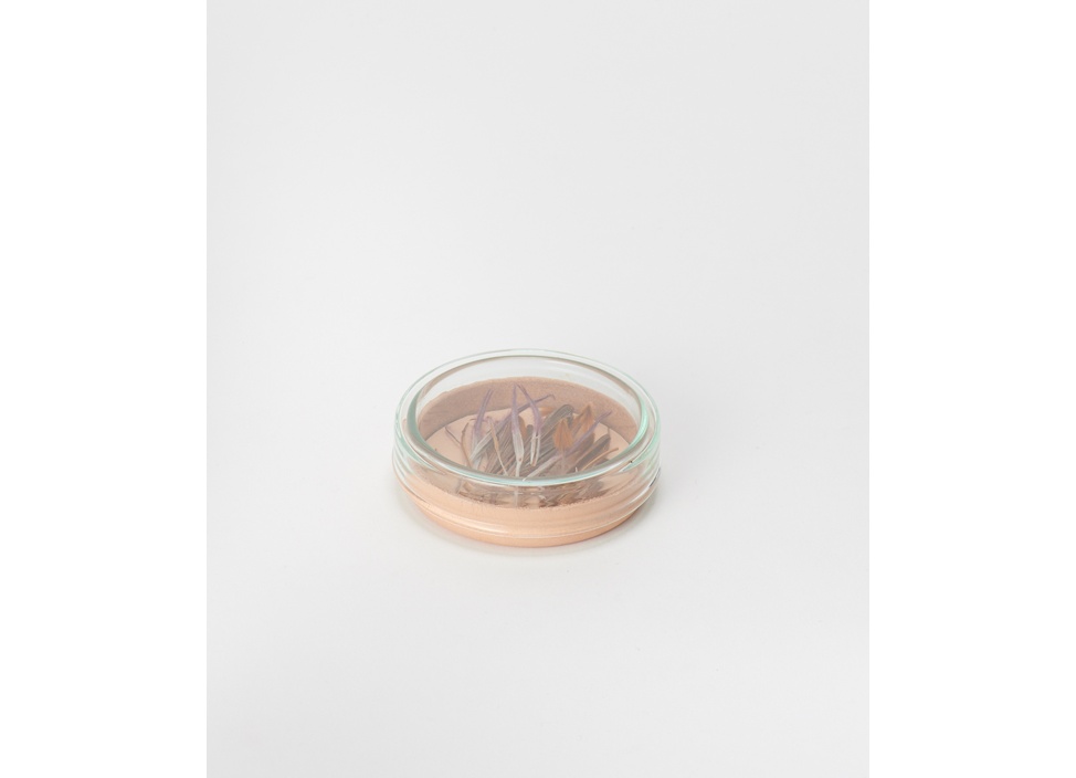 Hender Scheme / エンダースキーマ】化瓶：petri dish 花器 M