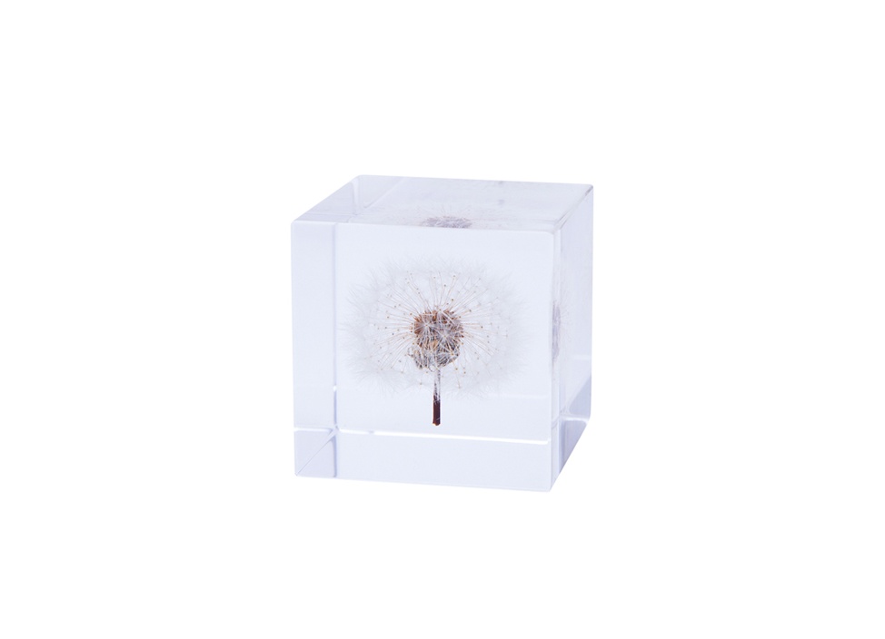 【ウサギノネドコ】Sola cube / タンポポ 4cm