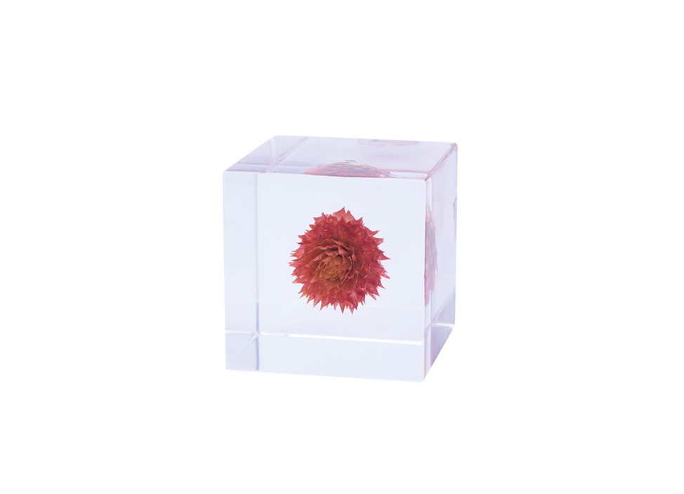 【はな】ウサギノネドコ Sola cube 販売商品】 ウサギノネドコ東京店では、Sola cube タンポポを
