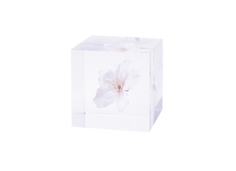 【数量限定】【ウサギノネドコ】Sola cube