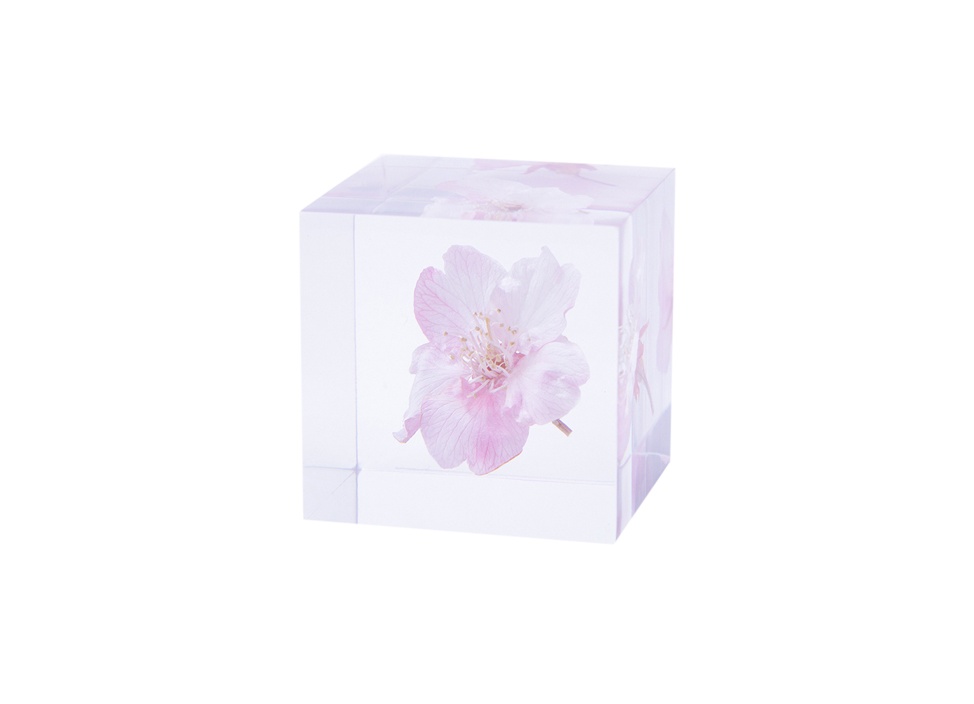 数量限定】【ウサギノネドコ】Sola cube / ソメイヨシノの商品詳細