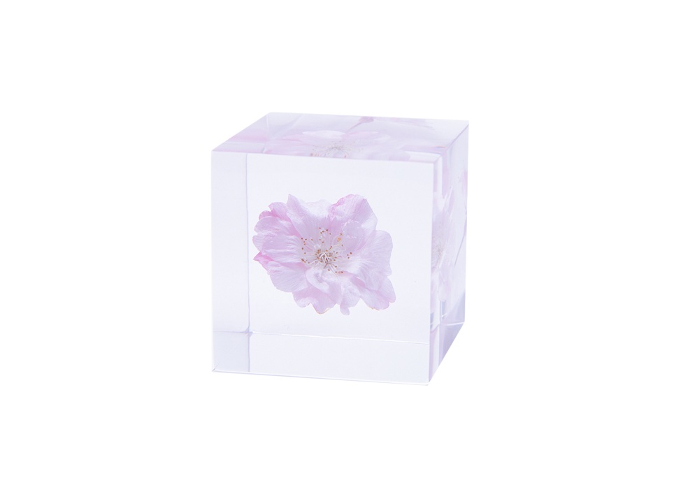 数量限定】【ウサギノネドコ】Sola cube / ソメイヨシノの商品詳細