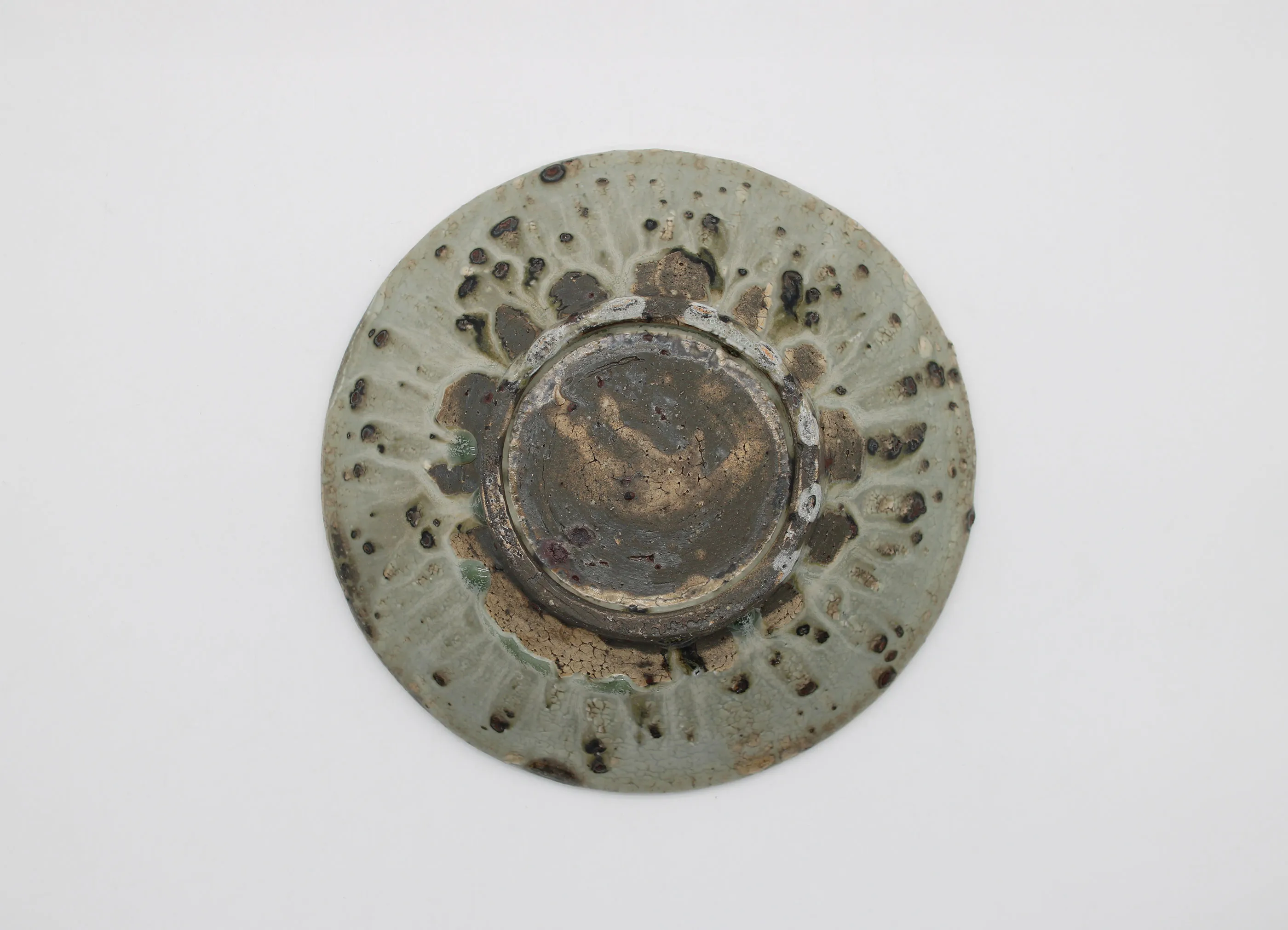 コミフォラエイル 小野象平氏鉢付き コミフォラエイル 小野象平氏